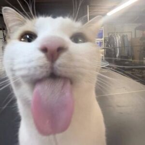 Meet your Posher, Wendy